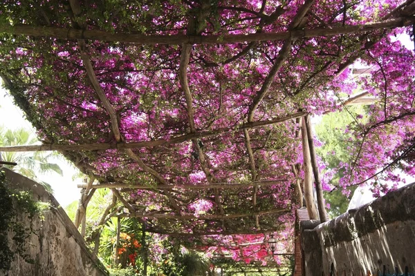 Blühende Bougainvilleen — Stockfoto