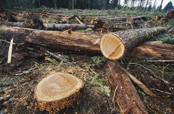 Вырубка леса в зоне лесозаготовок — стоковое фото