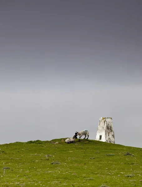 Hill, northumberland, İngiltere — Stok fotoğraf