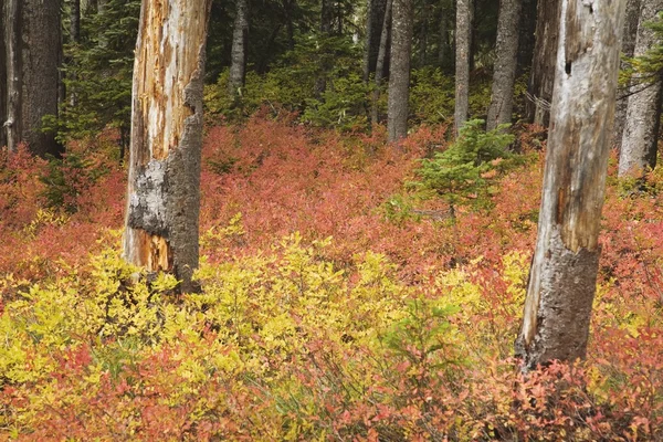 Suelo del bosque en otoño — Foto de Stock