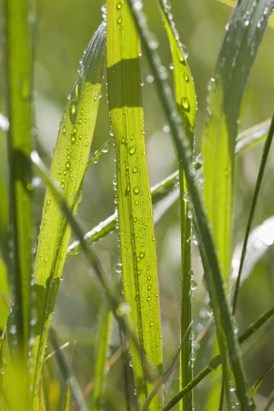 Gotas de orvalho em lâminas de grama — Fotografia de Stock