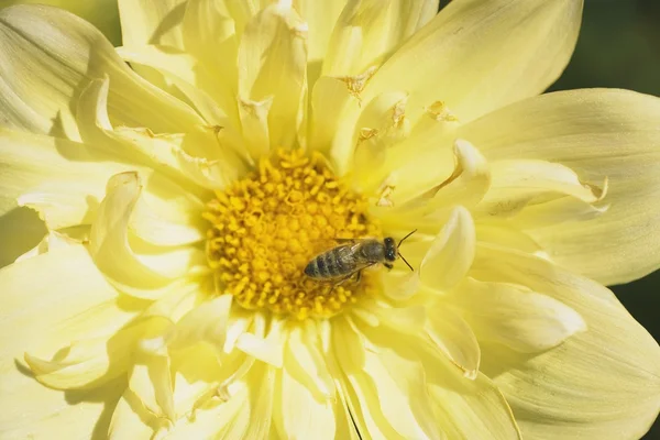 Primer plano de la abeja en flor —  Fotos de Stock