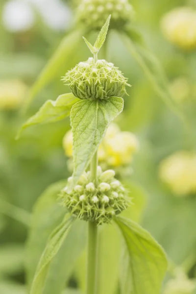 即将开花的植物 — 图库照片