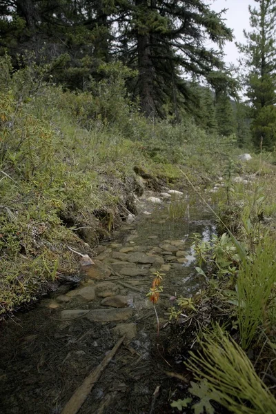 Stream uitgevoerd door bos — Stockfoto