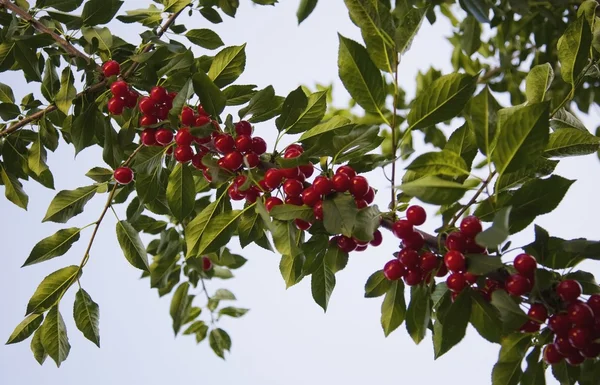 나무 위의 붉은 열매 — 스톡 사진