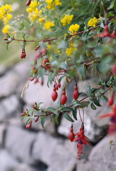 フクシア植物、ディングル、郡 kerry アイルランド — ストック写真