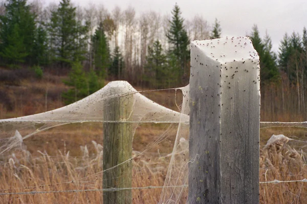 Sangles d'araignée sur clôture en fil barbelé — Photo