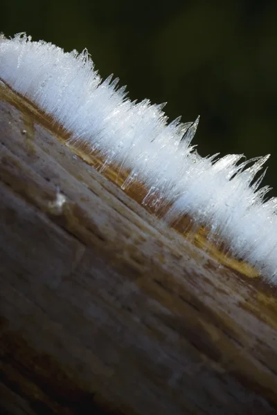 Close Up Of Frozen Moisture Pushed Up From A Branch — Stock Photo, Image