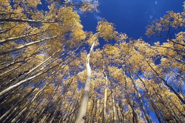Zittern Espen im Herbst, Santa Fe National Forest, New Mexico, Vereinigte Staaten — Stockfoto