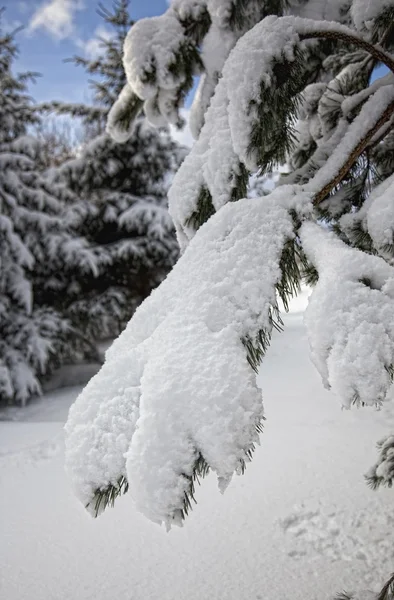 Árvore coberta de neve — Fotografia de Stock