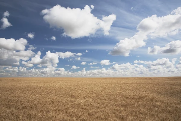 Vete fält och moln på himlen — Stockfoto