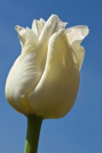 Bílý Tulipán proti modré obloze — Stock fotografie