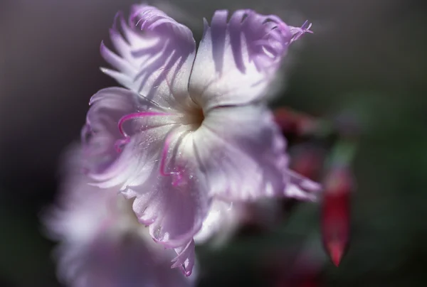 Nahaufnahme von lila Blume — Stockfoto