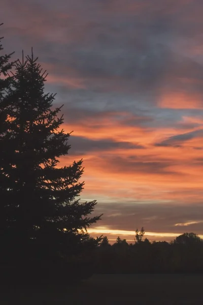 Silhueta de Evergreen ao nascer do sol, Calgary, Alberta, Canadá — Fotografia de Stock