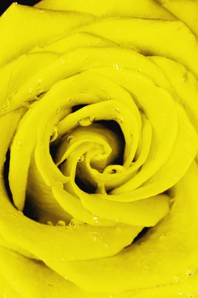 Rose jaune — Photo