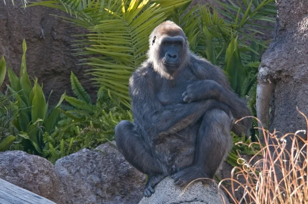 Western Lowland Gorilla, Los Angeles Zoo, California, Usa — Stock Photo, Image