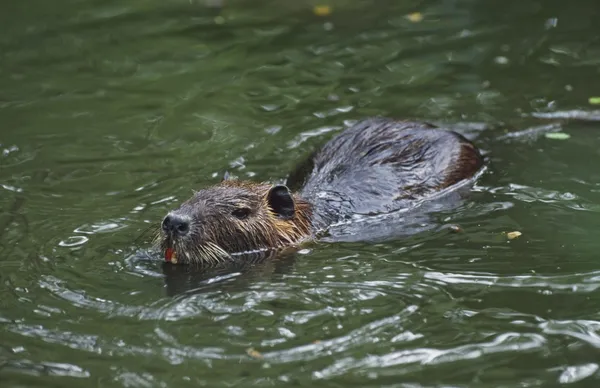 Нутрії (myocastor coypus), плавання у воді — стокове фото