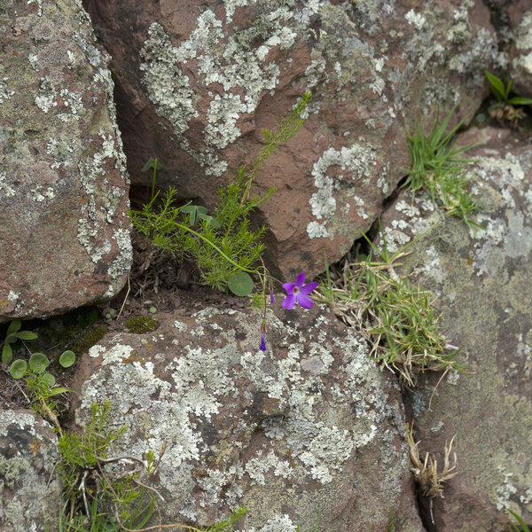 Wildflower Growing Between Rocks At Archaeological Park Of Pisac