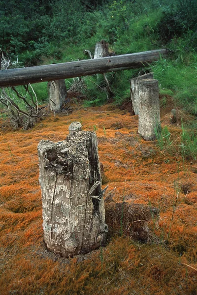 Ceppi morti e tronchi nella foresta — Foto Stock