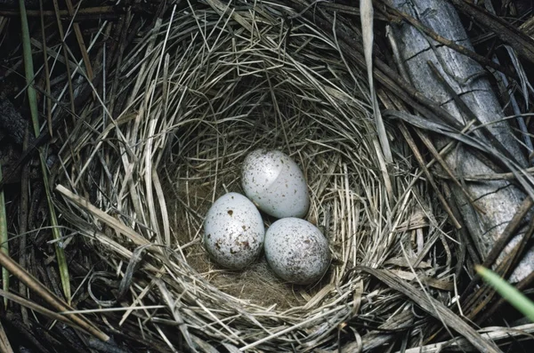 Junco de olhos escuros (Junco Hyemalis) Ovos em ninho tecido de grama — Fotografia de Stock