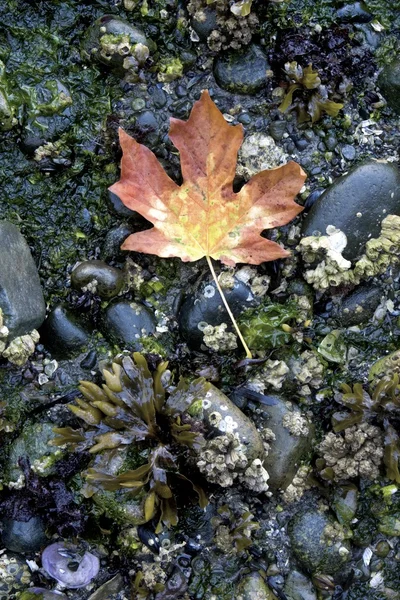 Feuille d'érable sur la plage — Photo