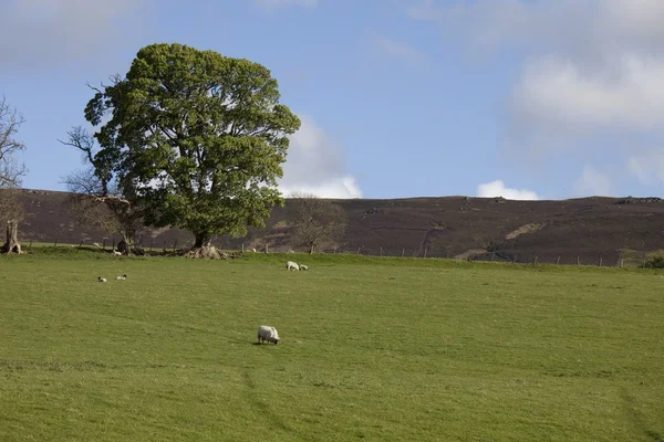 Fåren betar i fält, northumberland, england — Stockfoto