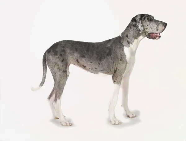 Great dane honden — Stockfoto