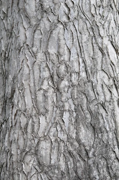 Corteccia di un albero ornamentale . — Foto Stock