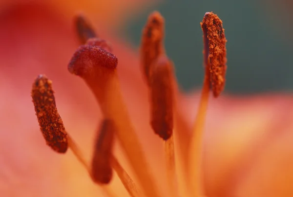 Insidan av blomma — Stockfoto