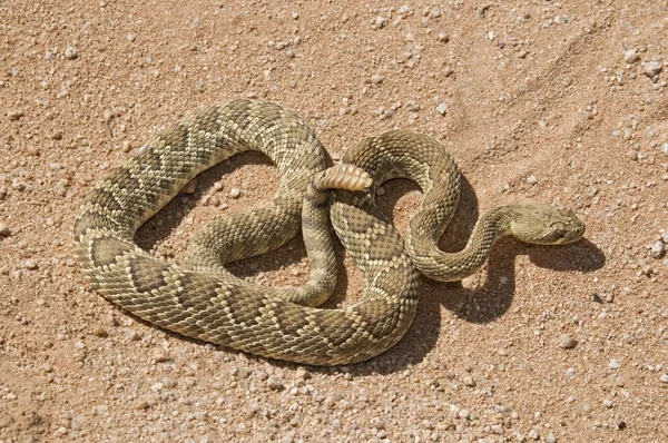 Serpiente de cascabel — Foto de Stock