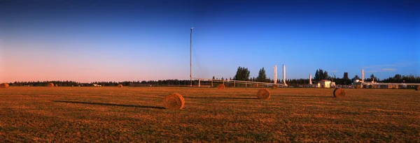 Fardos de feno no campo — Fotografia de Stock