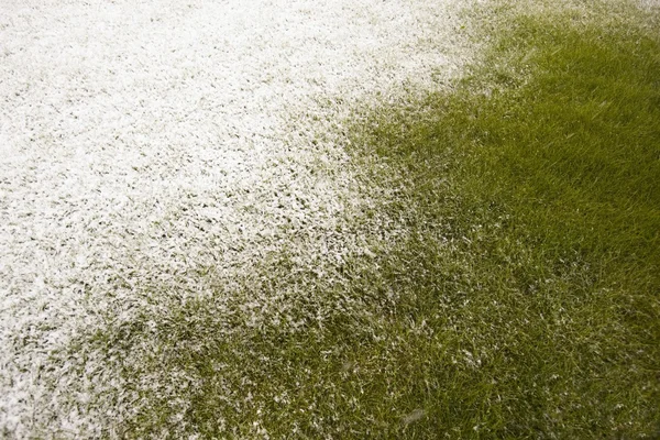 緑の芝生で雪が降る。エドモントン、アルバータ州、カナダ — ストック写真
