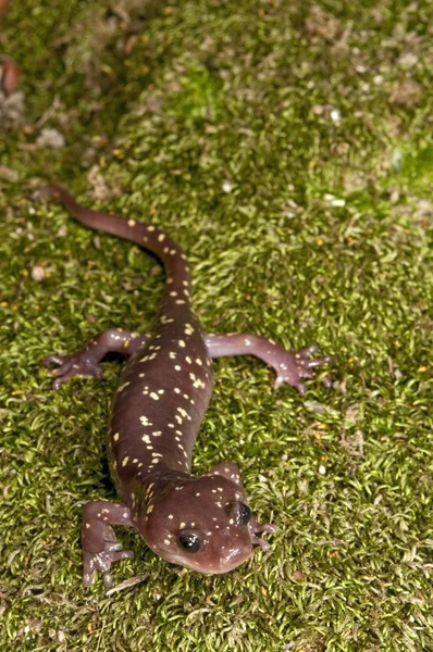 Lagarto — Fotografia de Stock