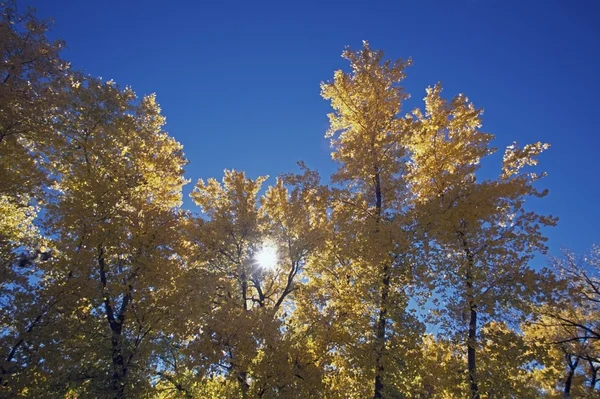 Sun Peeps Through Autumn Cottonwood Trees, San Diego, California, EE.UU. — Foto de Stock