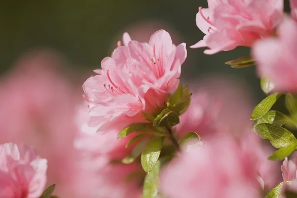 粉色的花 — 图库照片