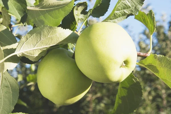 Manzanas en un árbol —  Fotos de Stock