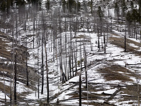 Εθνικό Πάρκο Banff, Αλμπέρτα, Καναδάς — Φωτογραφία Αρχείου