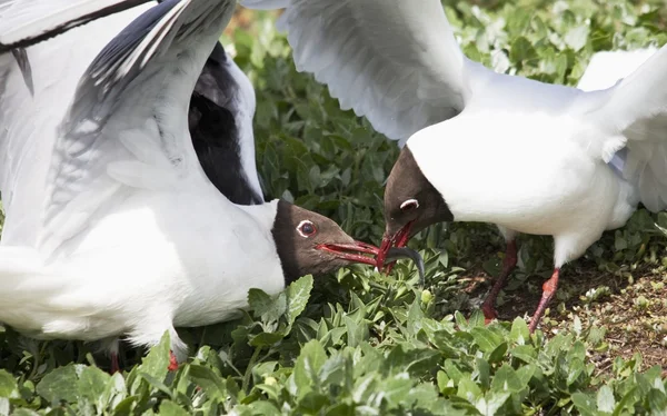 Terns árticos (Sterna Paradisaea) peleando por un pez robado de un frailecillo —  Fotos de Stock