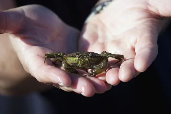 Person Holding A Crab — Stock Photo, Image