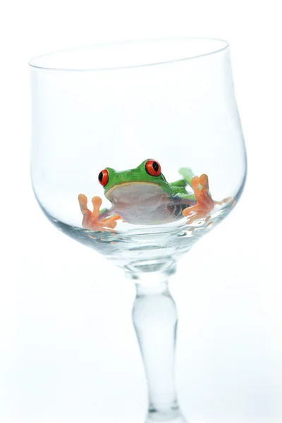 Kırmızı gözlü ağaç kurbağası şarap cam — Stok fotoğraf