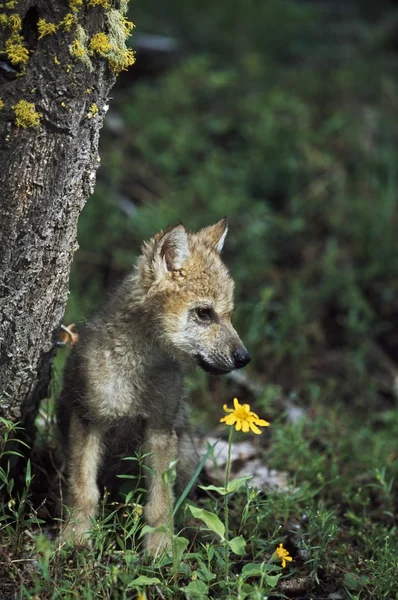 Štěně vlka (canis latrans) — ストック写真