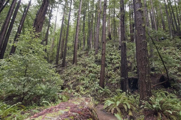 Kust redwood forest van santa cruz county — Stockfoto