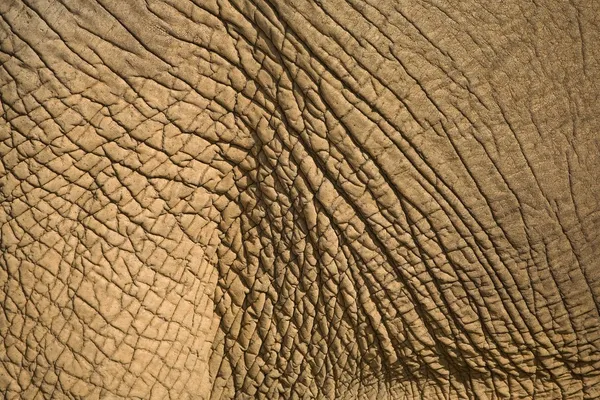 Pelle di elefante — Foto Stock