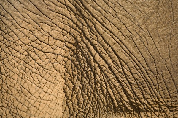 Elephant's Skin