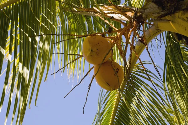 Желтый кокон на пальмовом дереве — стоковое фото