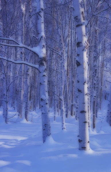 Berken in het forest — Stockfoto