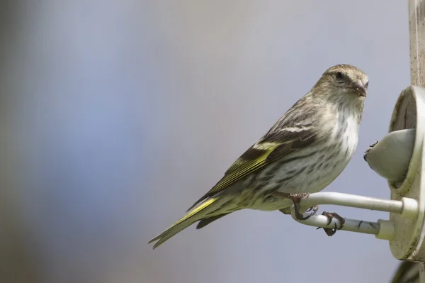 Vogel hockt auf Futterhäuschen — Stockfoto