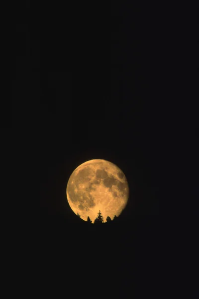 Moonrise sobre árvores — Fotografia de Stock