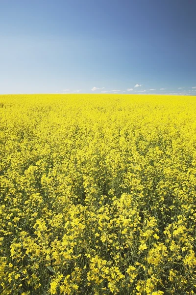 Bloeiende koolzaad, centrale alberta, canada — Stockfoto