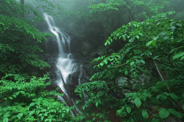 Fog And Lush, Green Foliage Surround Lower Doyles River Falls — Stock Photo, Image